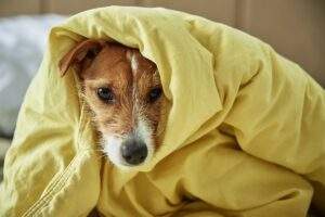 cuidado com os pets