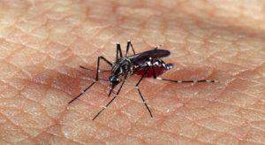 vacina contra a dengue