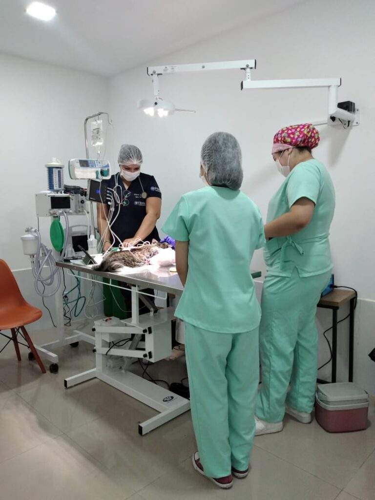 clínica veterinária social