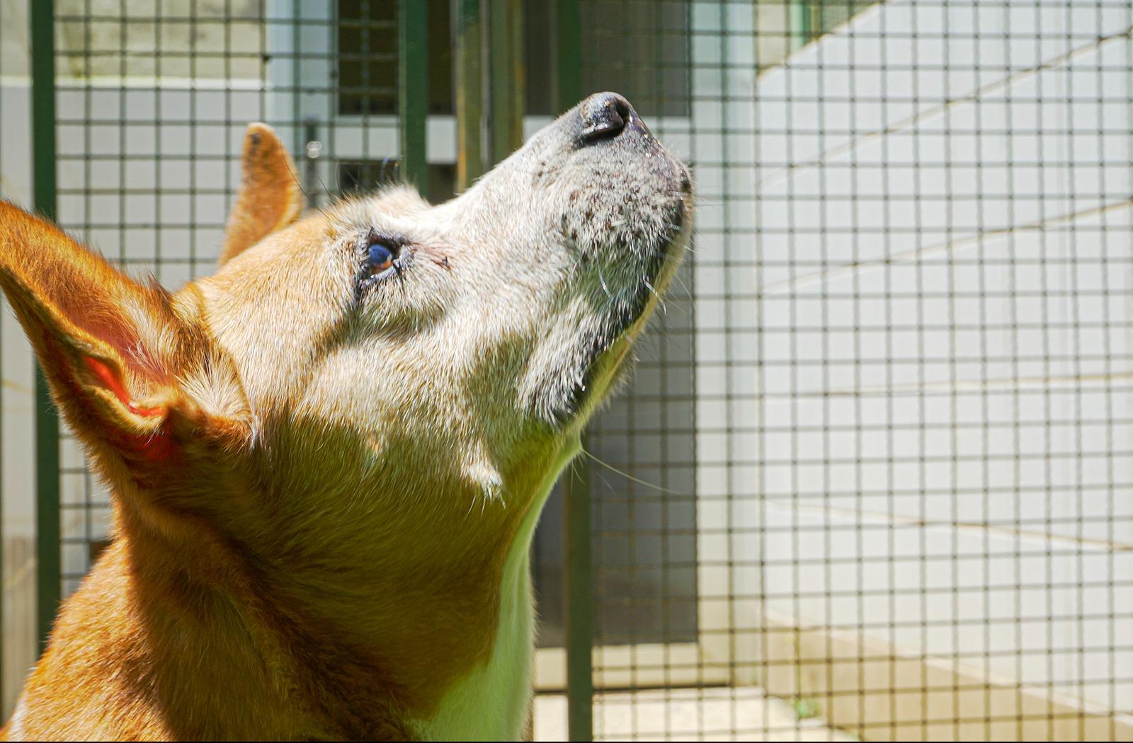 Segunda edição do Cuida Pet SP com serviços gratuitos para combater maus-tratos e abandono de animais