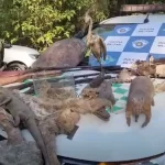 Polícia descobre Mantenedouro de tráfico de animais silvestres e maus tratos em Mauá