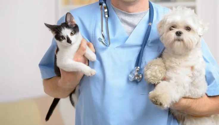 castração gratuita de cães