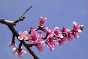 Itaquera