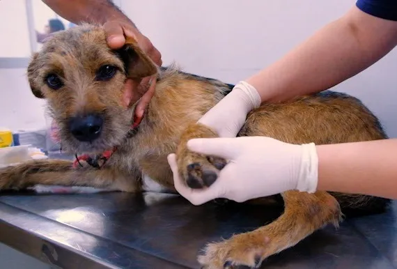 hospitais veterinários públicos