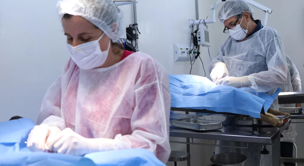 castração de animais