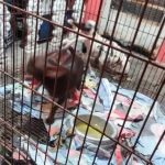 12 cães são resgatados em situação de maus-tratos em canil clandestino