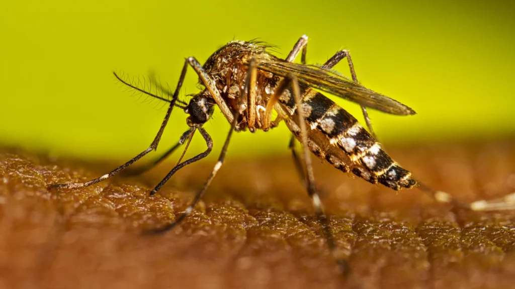 Dengue