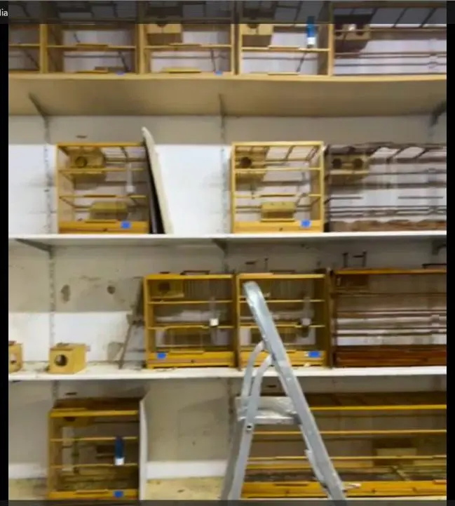 maus-tratos a animais