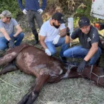 Cavalo vítima de maus-tratos é resgatado em Guaianases