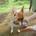 Programa da Prefeitura disponibiliza ração gratuita para pets