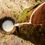 Escolha correta do porta-enxerto pode elevar em 75% a produtividade da borracha natural no Brasil