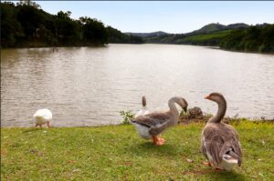 tes Governo Infraestrutura Justiça e Cidadania Meio Ambiente Outros Pessoa com D