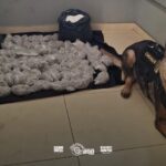 Apreensão de quase 16 kg de drogas na Zona Oeste tem apoio de cão farejador Phantom
