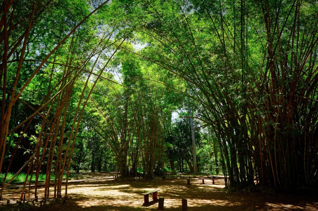tantes destinos para a observação da fauna e o turismo de natureza no interior p