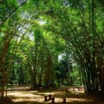 Guia de vida silvestre de SP revela Alta Mogiana e Alto Cafezal como joias do ecoturismo
