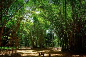 tantes destinos para a observação da fauna e o turismo de natureza no interior p