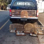 Guarda Civil Ambiental prende homem que tentava vender aves silvestres em feira na Zona Leste