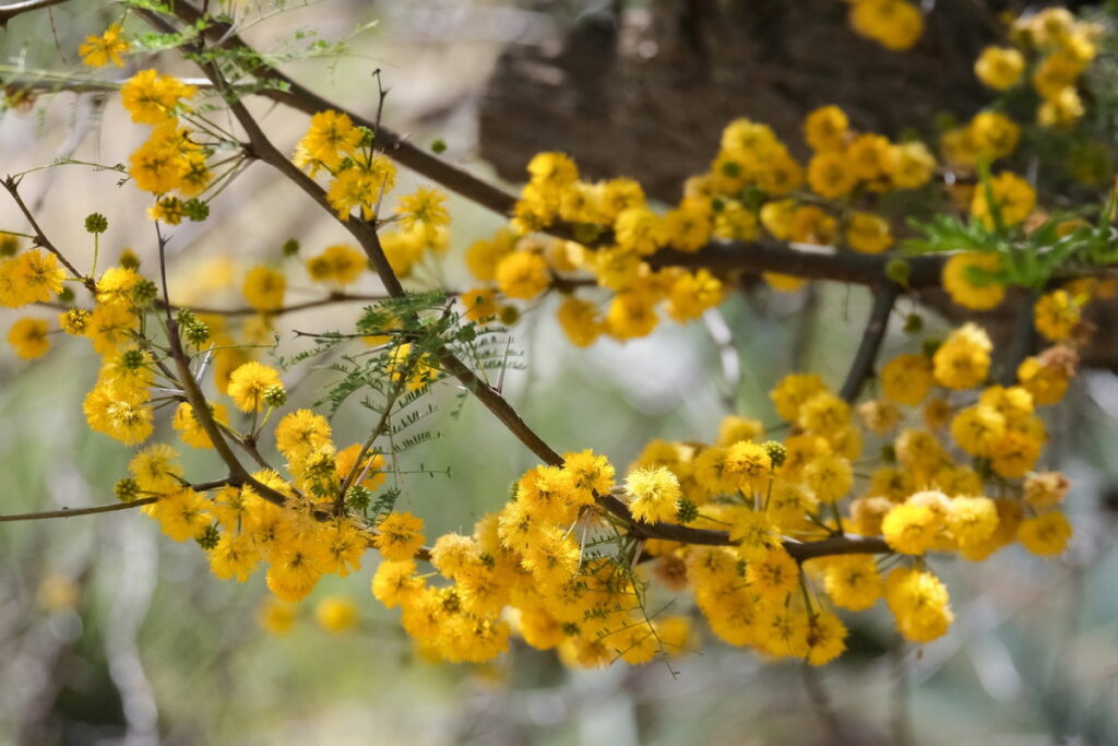 que esta planta possui compostos bioativos como flavonoides, taninos, alcaloides