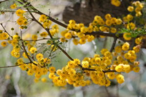 que esta planta possui compostos bioativos como flavonoides, taninos, alcaloides