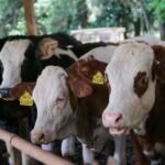 Produtores rurais têm até domingo para atualizar rebanhos em São Paulo