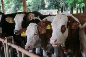 ém, apenas 65% das propriedades já atualizaram seus saldos. Chamamos atenção par