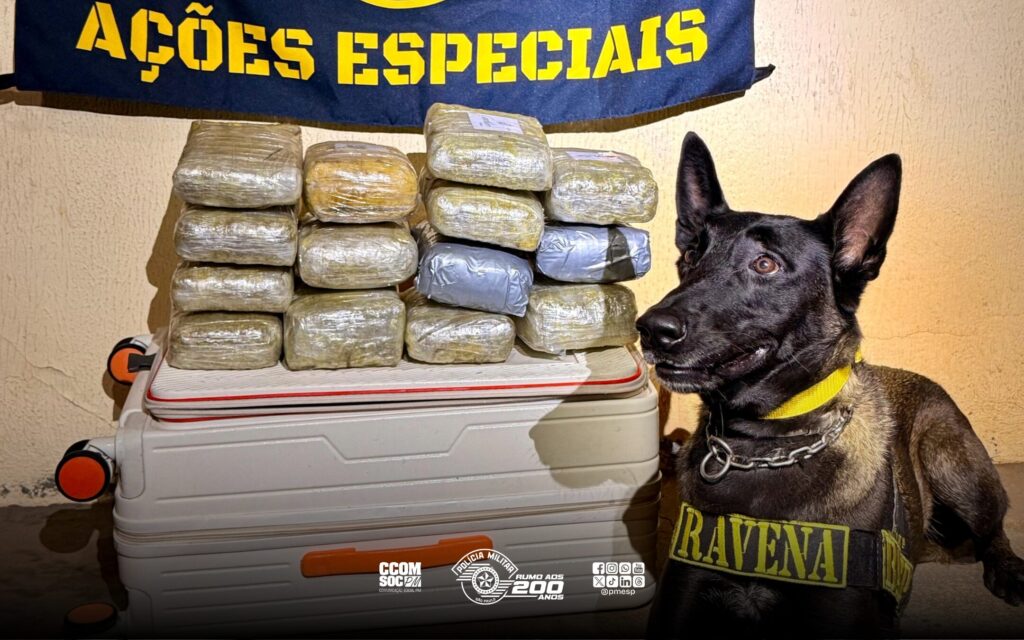 tava entorpecente na bagagem foi preso em flagrante. Quatorze tijolos de skunk f
