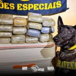 Skunk: BAEP apreende 7,8 kg da droga em ônibus interestadual no interior de São Paulo