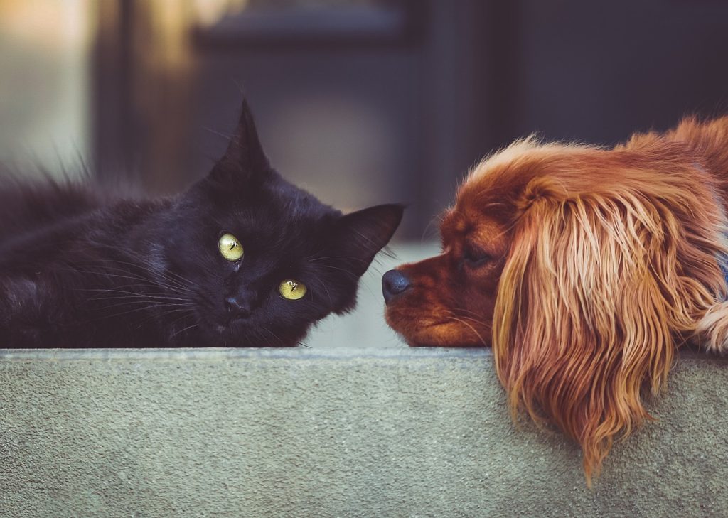 tante na construção das políticas públicas de bem-estar animal no estado. Com in