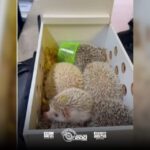 Operação Fim da Linha apreende drogas e resgata animais em terminais de São Paulo