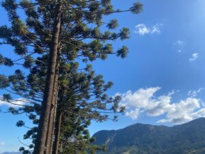 Serviços Ambientais Araucária (PSA Araucária), projeto inédito voltado a estimul