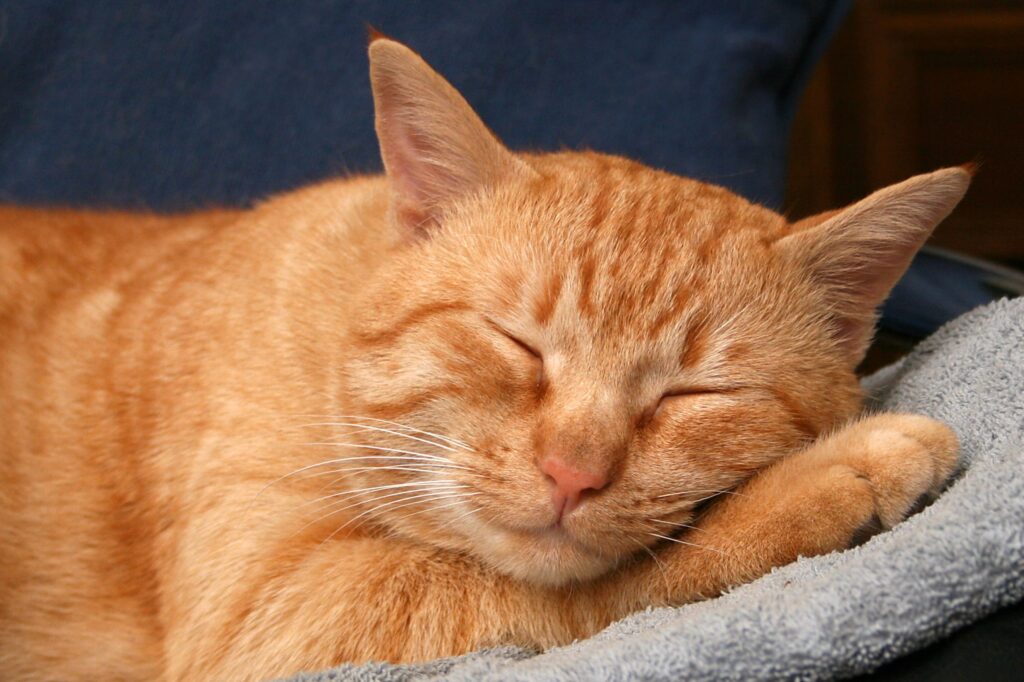 otricose, que normalmente é transmitido entre gatos e provoca sérias lesões na p