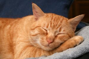 otricose, que normalmente é transmitido entre gatos e provoca sérias lesões na p