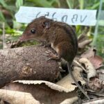 Estabilidade em áreas agrícolas favorece biodiversidade de pequenos mamíferos na Mata Atlântica