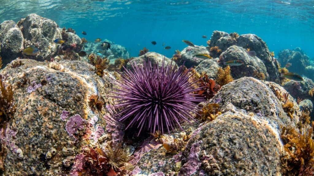 tantes encontrem espaço adequado para crescimento saudável no Mar Mediterrâneo