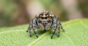 Aracnofobia: o papel surpreendente das aranhas-saltadoras na superação do medo