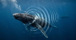 Baleias-jubarte criam e compartilham tendências musicais através dos oceanos
