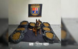 Cão farejador localiza mais de 118 kg de maconha em operação na zona sul de São Paulo