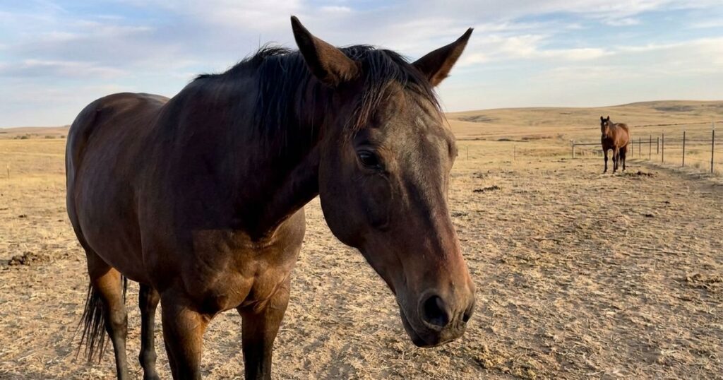 Cavalos revelam emoções através de expressões faciais complexas, aponta estudo