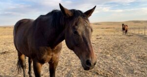 Cavalos revelam emoções através de expressões faciais complexas, aponta estudo