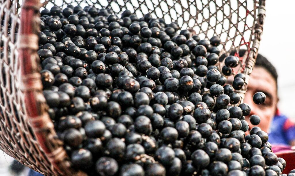 Exportação de frutas e polpas congeladas do Brasil é facilitada pela China