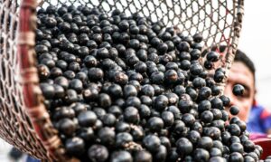 Exportação de frutas e polpas congeladas do Brasil é facilitada pela China