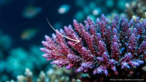al: Projeções científicas estruturadas para garantir a conservação marinha até 2