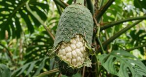adão mistura notas de banana e abacaxi. – Imagem gerada por IA