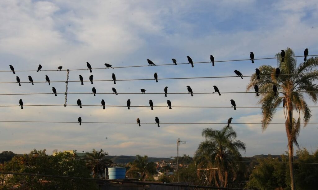 © Paulo Pinto/Arquivo Pessoal