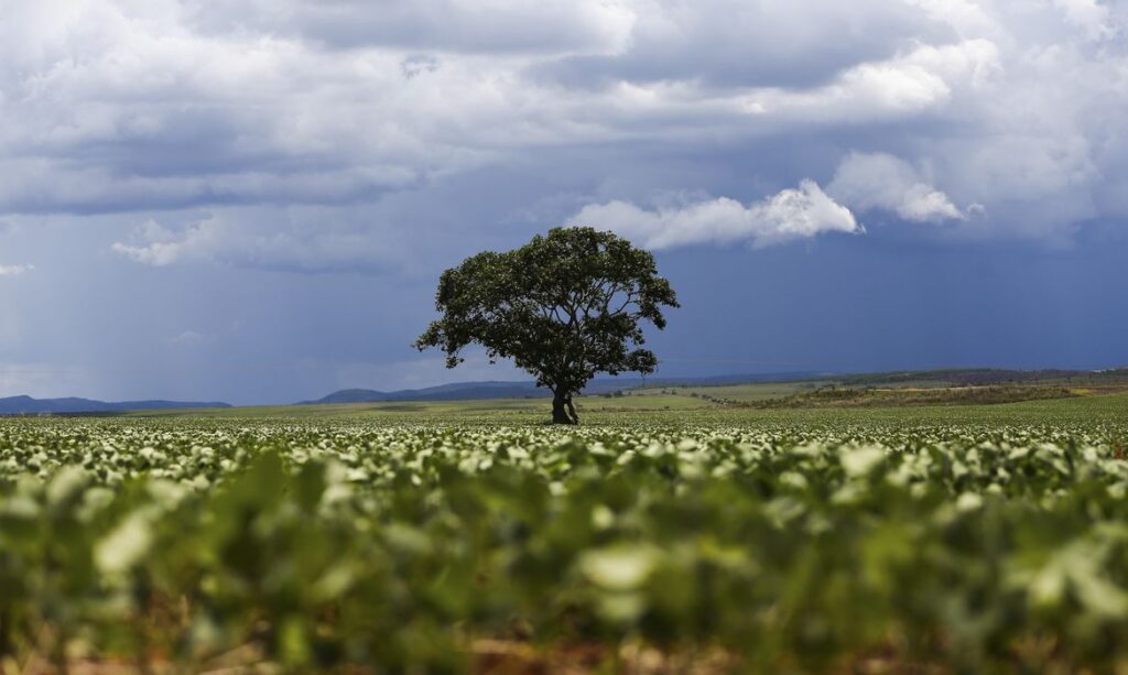 Estudo do Mapbiomas aponta R$ 92,4 bilhões em crédito rural para áreas sob alerta de desmatamento
