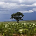 Estudo do Mapbiomas aponta R$ 92,4 bilhões em crédito rural para áreas sob alerta de desmatamento