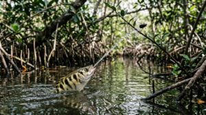 Peixe-arqueiro: a mira impressionante do 'atirador de elite' que domina rios e mangues