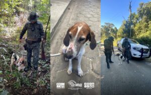 Operação contra caça ilegal em Iguape resulta em resgate de cão e apreensão de arma pela Ambiental