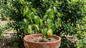 Limoeiro saudável: descubra o ingrediente culinário que revitaliza as folhas da sua planta