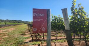 Enoturismo floresce em Uberaba com vinhos de inverno e experiências inovadoras